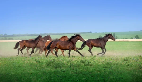 Velké Stádo Krásných Koní Cválalo Létě Přes Pole Mustangové Proti — Stock fotografie