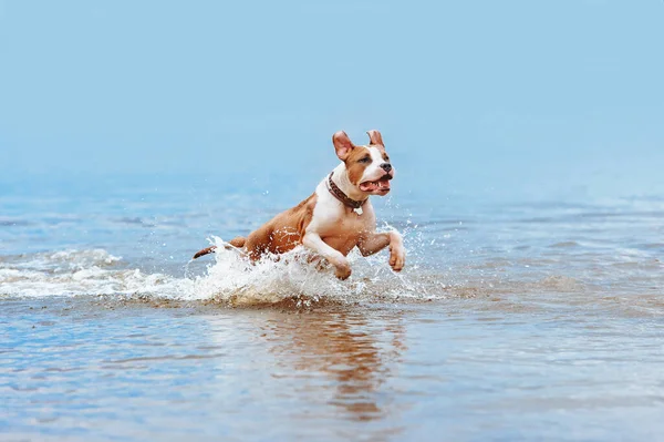 Schöne Blassblaue Hunderasse American Staffordshire Terrier Badet Wasser Springt Und — Stockfoto