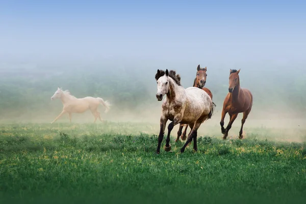 Eine Pferdeherde Galoppiert Nebel Auf Neutralem Untergrund Grünen Gras — Stockfoto