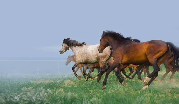 Hjordar Hästar Springer Galopp Fältet Bakgrund Molnig Himmel — Stockfoto