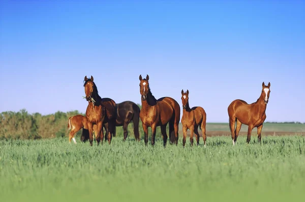 Een Kudde Jonge Paarden Zijn Prachtig Een Zonnige Weide Met — Stockfoto