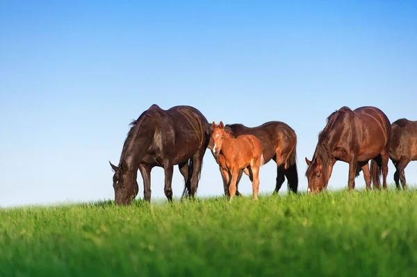 Stádo Koní Pozadí Modré Oblohy Hnědá Klisna Hříbě Pasou Zeleném — Stock fotografie