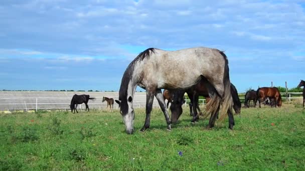 Graues Pferd Grast Der Herde Auf Der Weide — Stockvideo