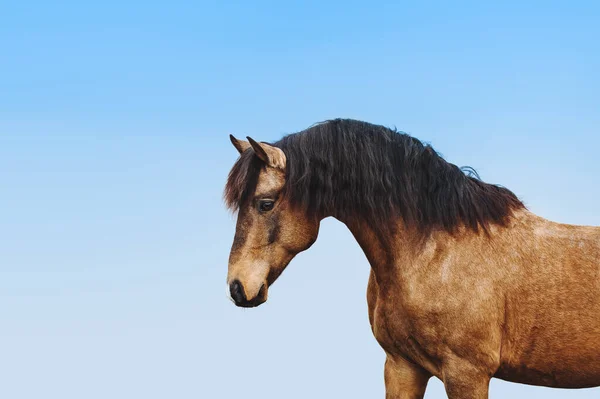 Portret Van Een Rode Hengst Tegen Blauwe Lucht Een Prachtig — Stockfoto