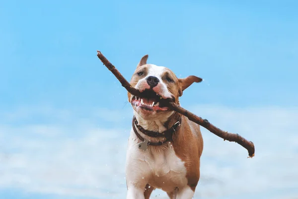 繁殖の若い犬アメリカン スタッフォードシャー テリア彼の歯に巨大な棒で実行されます — ストック写真