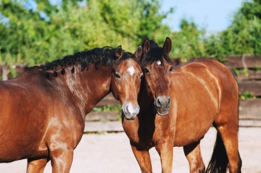 İki körfez atı arkadaştır ve birlikte yürürler. Güzel spor atlarının toplu portresi