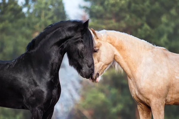 Cheval Nuit Reniflant Avec Une Frise Noire Chevaux Baiser — Photo