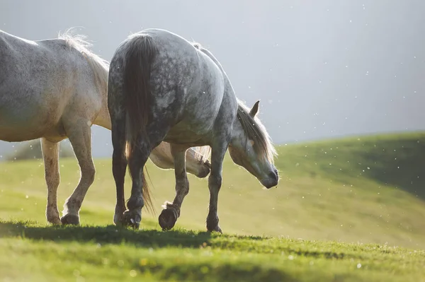 Δύο Λευκά Άλογα Είναι Περπάτημα Στο Φόντο Βουνά Στα Πράσινα — Φωτογραφία Αρχείου