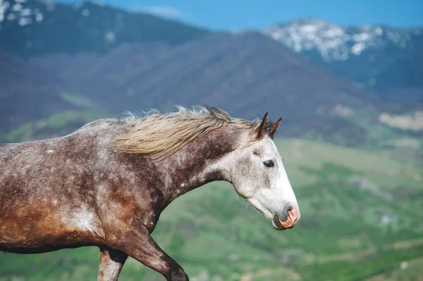 Jovem Cavalo Cinzento Pastoreia Nas Montanhas Retrato Cavalo Branco Com — Fotografia de Stock