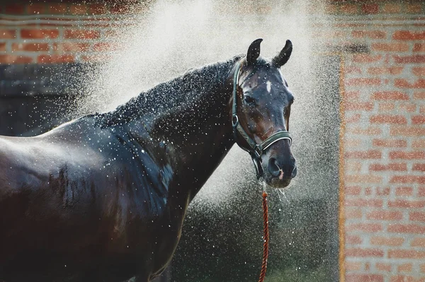 Pferdeporträt Wasserstrahl Pferdedusche Stall — Stockfoto