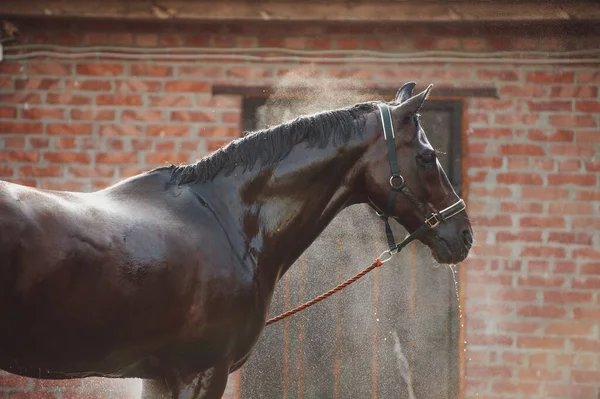 Hästporträtt Vattenstänk Hästdusch Stallet — Stockfoto