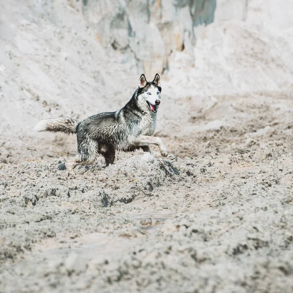 Hermosa Raza Perro Husky Siberiano Corre Sobre Arena Playa — Foto de Stock