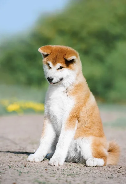 秋田因努品种的一只红色绒毛小狗坐在地上 可爱的狗 — 图库照片