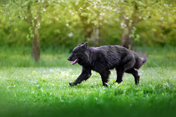 Όμορφη Μαύρο Σκυλί Ένα Μακρύ Παλτό Φυλή Βοσκός Σκυλί Τρέχει — Φωτογραφία Αρχείου
