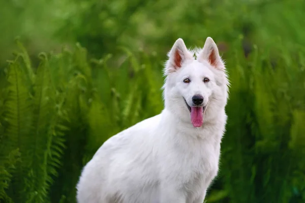 漂亮的蓬松白色瑞士牧羊犬 那只狗站在一片绿树成荫的田里 — 图库照片