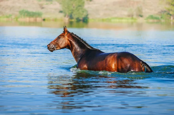 Schöner Brauner Hengst Der Auf Neutralem Hintergrund Brusttief Wasser Des — Stockfoto