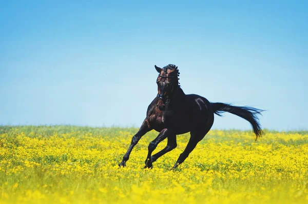 Zwart Paard Springt Een Bloeiend Geel Veld Tegen Een Blauwe — Stockfoto