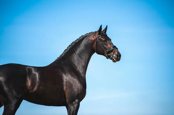 青空に対する美しいハンサムな黒い馬の肖像画 黒編組の男性とスポーツ馬のブリドル — ストック写真