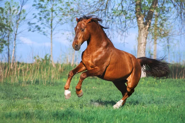 Auburn Cavallo Libero Galoppa Attraverso Campo Verde Bellissimo Sfondo — Foto Stock