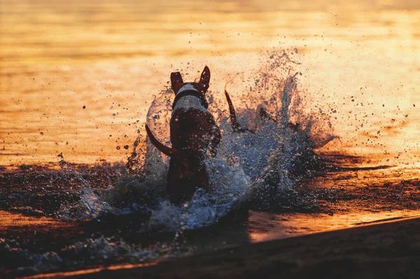 Anjing Itu Berlari Dalam Air Seekor Anjing Mengangkat Percikan Besar — Stok Foto