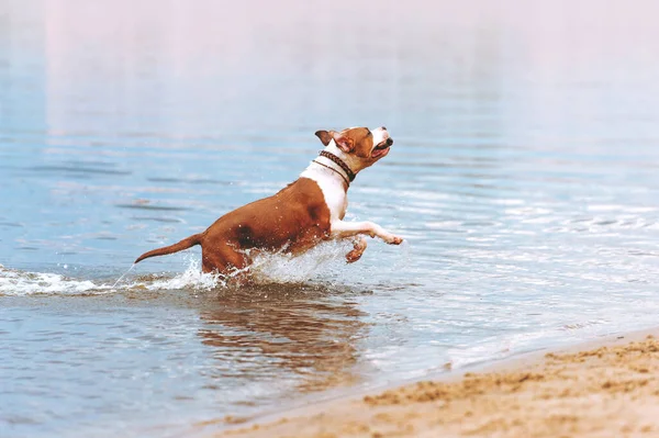 A young dog of the breed American Staffordshire Terrier runs with a cane in his teeth in the water