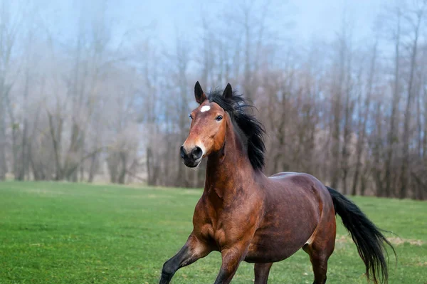 Bella Baia Cavallo Con Criniera Nera Galoppante Sul Campo Verde — Foto Stock