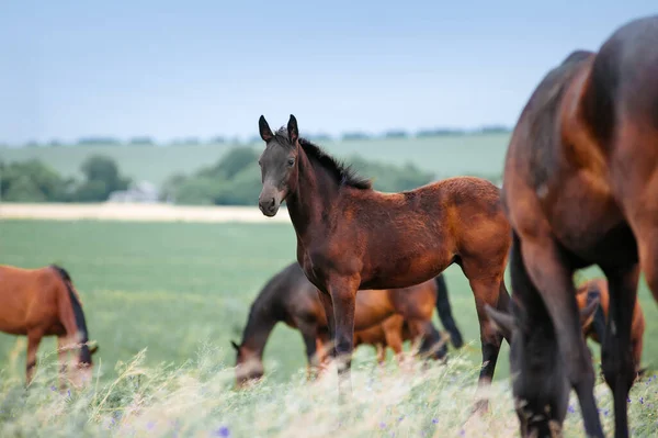 Hjordar Hästar Betar Ett Fält Med Högt Gräs Bakgrund Molnig — Stockfoto