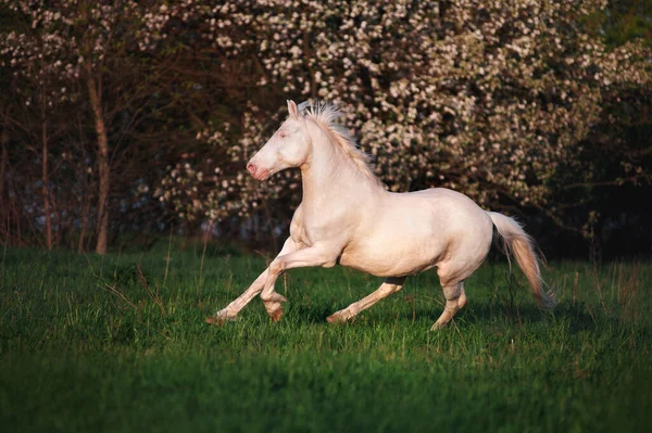 開花の木の背景にジャンプする美しい馬のイザベル珍しいスーツ 春の移動中の白馬像 — ストック写真