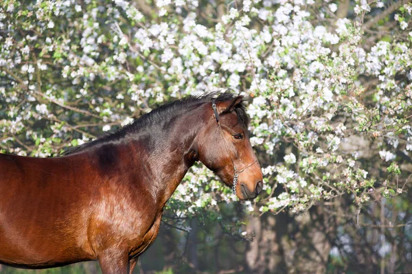 開花木の背景に美しいベイホースの肖像画 茶色の馬が立っていて 春の庭の距離を見ている — ストック写真