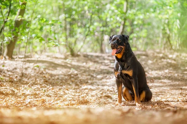 Πανέμορφο Σκυλί Rottweiler Συνεδρίαση Για Γρασίδι Και Ψάχνει Για Ένα — Φωτογραφία Αρχείου
