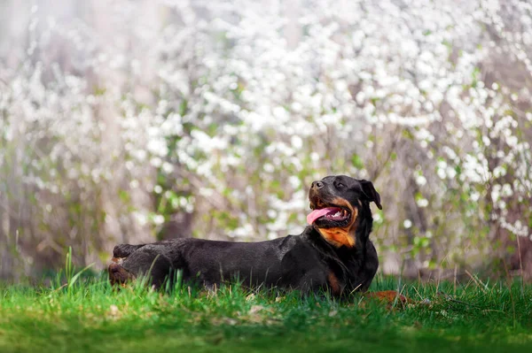 Beautiful Rottweiler Dog Breed Green Grass White Background Flowering Shrubs — Stock Photo, Image