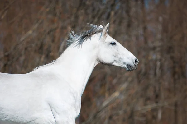 Bellissimo Stallone Bianco Posa Sullo Sfondo Cielo Blu Cavallo Con — Foto Stock