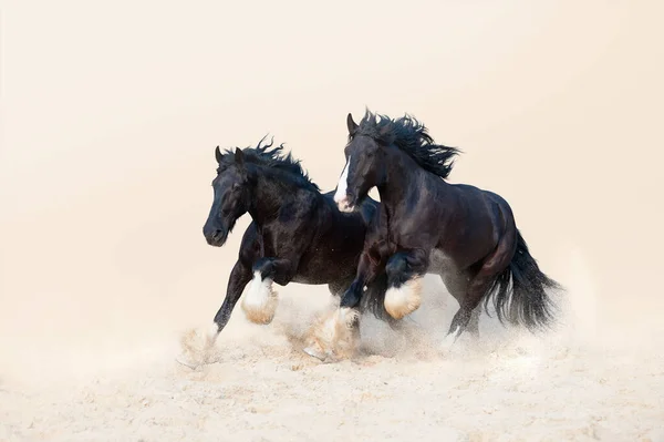 光の中立的な背景に砂の中に2つの美しい黒い石のギャロップ 黄色の砂の馬の群れ — ストック写真