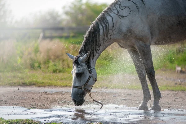 中立的な背景にウェットグレーの馬 馬は暑い日に水の流れの下で入浴します 馬は水を飲むために曲がって — ストック写真