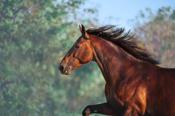 Retrato Belo Garanhão Baía Contra Céu Folhas Verdes Suaves Cavalo — Fotografia de Stock