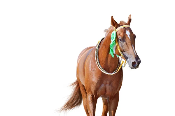 花嫁の美しいロゼットとの競争の中で馬の勝者の肖像画 徹底した飼育馬がレースに勝った — ストック写真