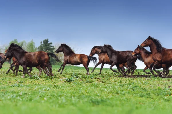 Una Manada Caballos Salta Campo Contra Cielo Azul — Foto de Stock