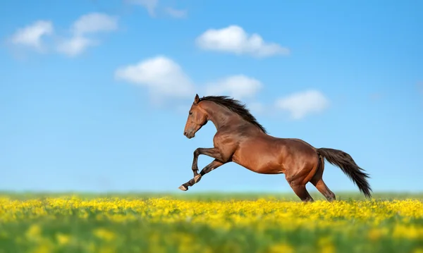 Krásný hnědý kůň tryskem přes pole — Stock fotografie