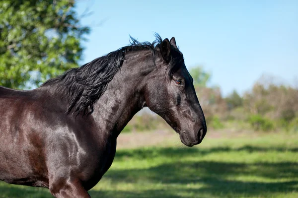 El caballo negro corre trote — Foto de Stock