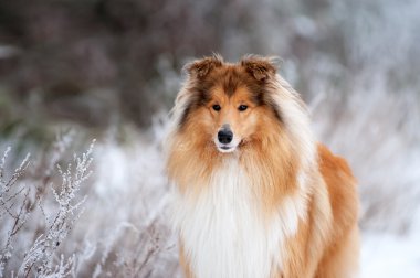 Güzel kırmızı tüylü köpek kömür ocağı portresi
