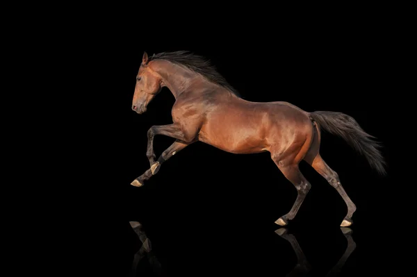 Handsome brown stallion galloping, jumping. — Stock Photo, Image