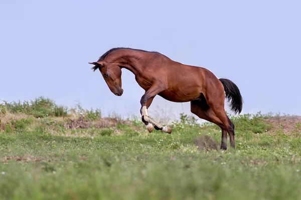 Hermoso caballo marrón galopando a través del campo — Foto de Stock