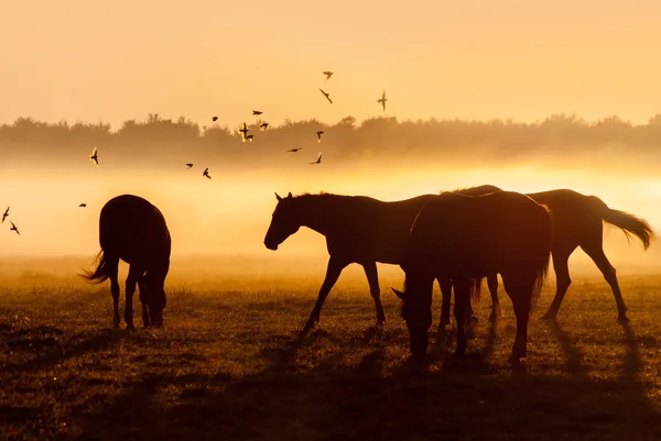 Kudde van paarden grazen in een veld — Stockfoto