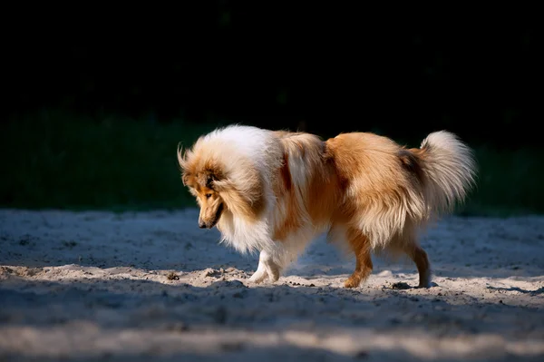 Schöner flauschiger Ingwer Collie, der in Freiheit geht — Stockfoto