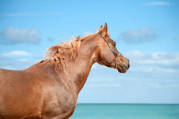 赤いアラブ種牡馬の美しい肖像画 — ストック写真