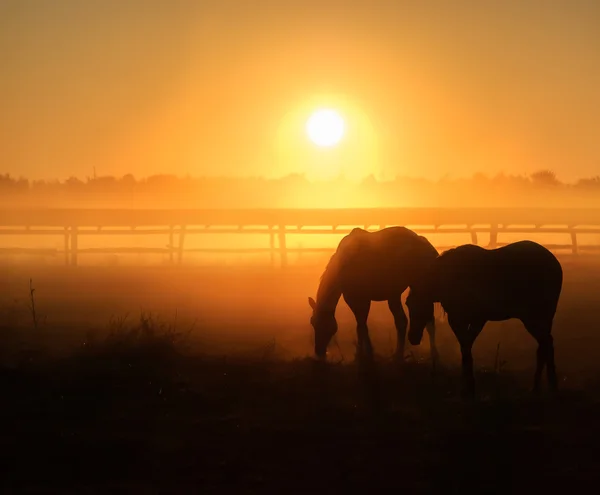 Mandria di cavalli al pascolo in un campo — Foto Stock