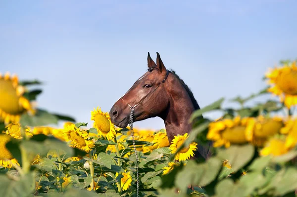 Portrait of beautiful black horse — Stock Photo, Image