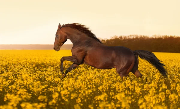 Прекрасная коричневая лошадь скачет по полю — стоковое фото