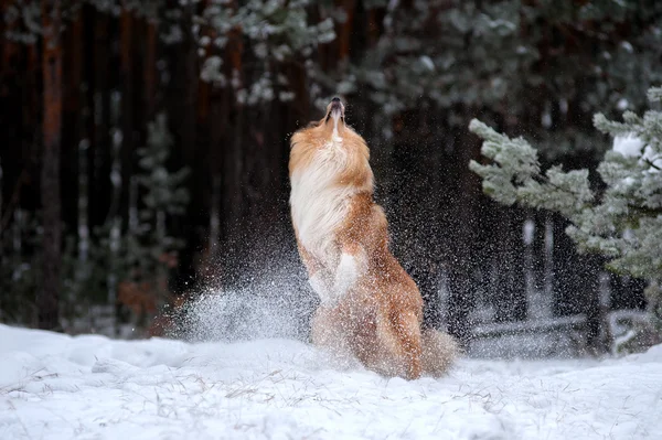 Belle collie de chien pelucheux rouge jouant dans un champ neigeux . — Photo