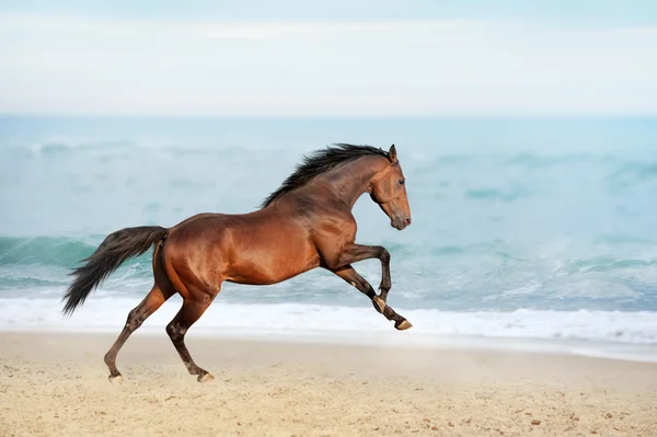 Brun hest løping – stockfoto